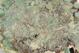 Rare, Green, Chromium-Rich Petrified Wood Section - Arizona #245855-1